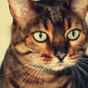 Holiday Paws Cattery