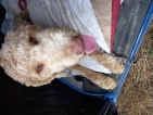 The Rovers Return Dog services