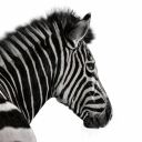 Investec Bank (Channel Islands) Limited - Jersey Branch