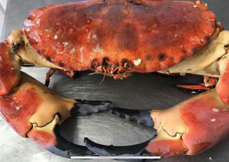 Crabs Direct Jersey Businesses Directory Jersey Insight