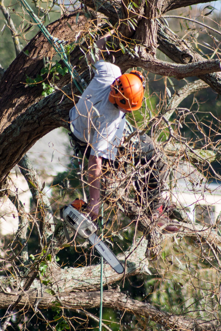 Jersey Channel Island Tree Services Ltd Jersey Tree Fellers Yabsta
