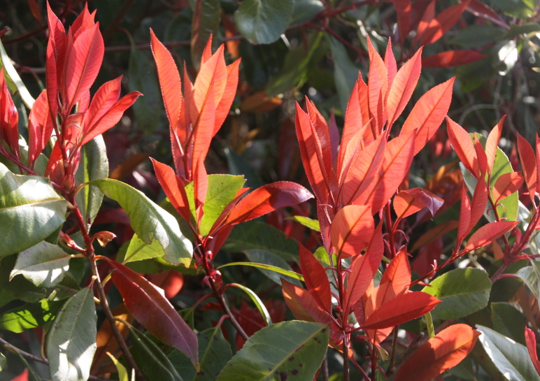 Ransoms Garden Centre Jersey Businesses Directory Jersey Insight