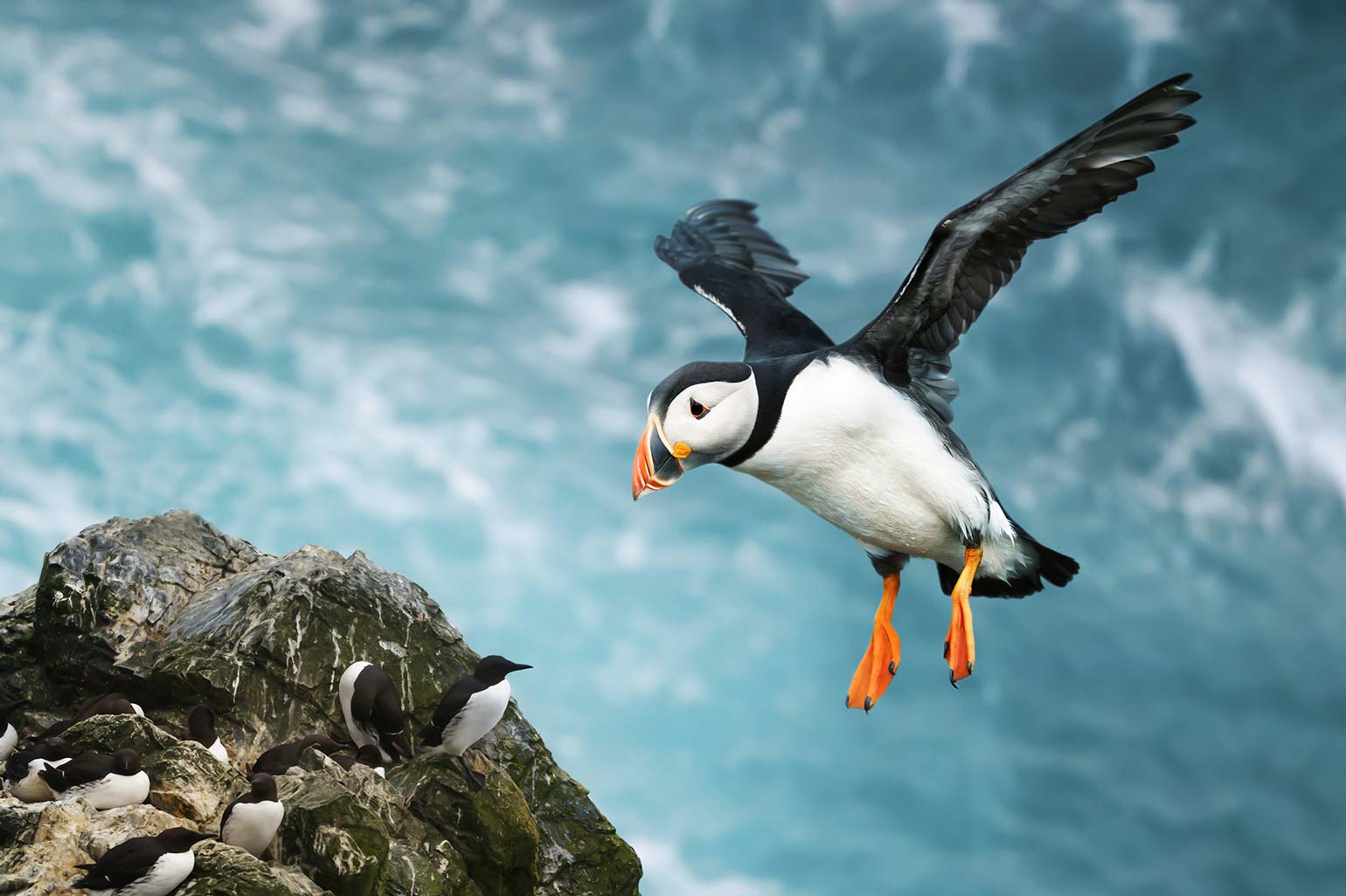 Atlantic Puffin in Flight