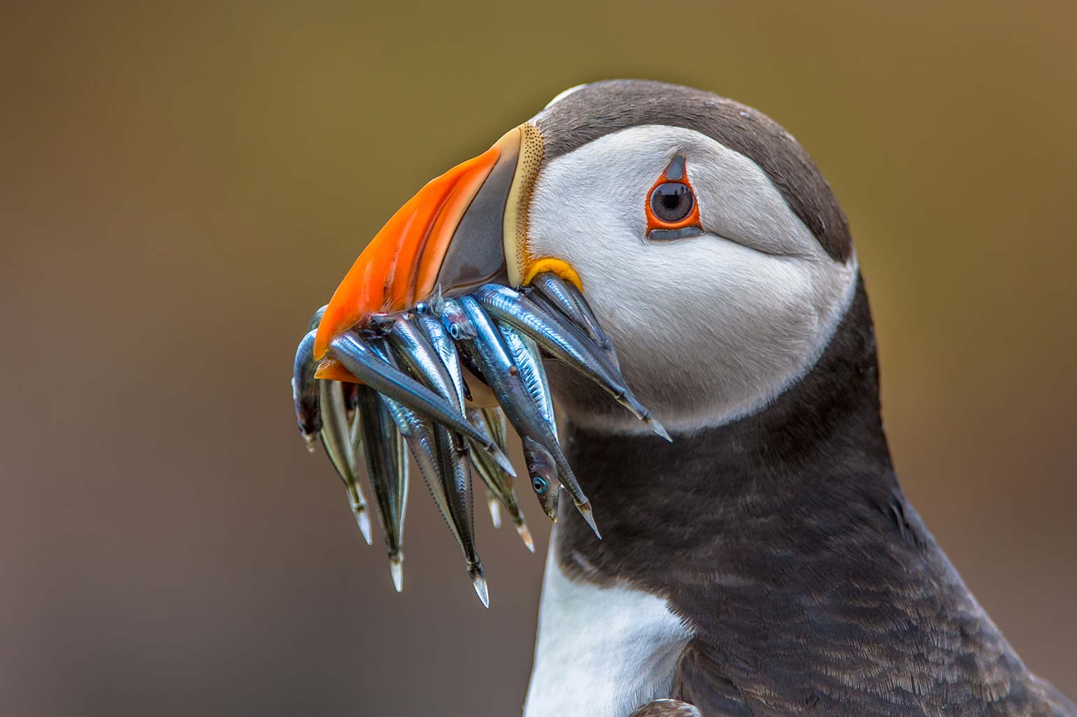 Atlantic Puffin Catching Fish