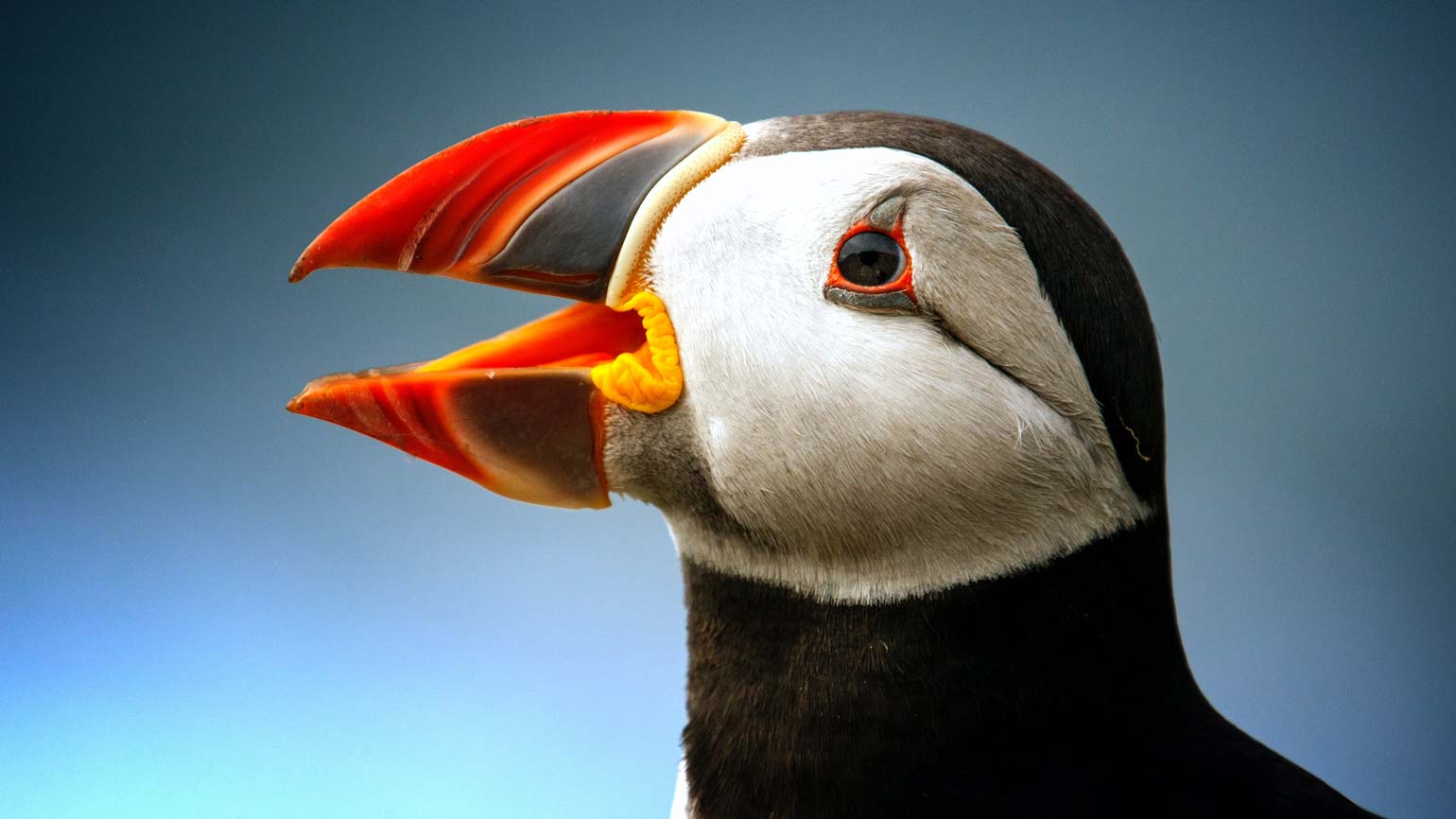 Jersey's Much-Loved Atlantic Puffin. Jersey Nature & Wildlife Articles ...