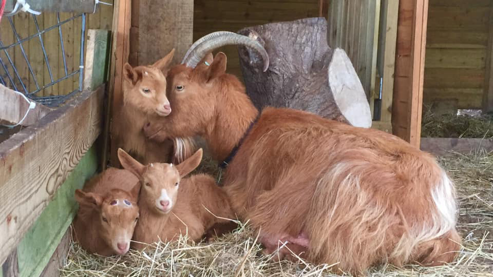 Golden Guernsey Goat Family